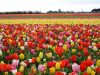 Les tulipes
