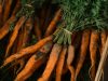 Tourlourette Terre de Légumes - carottes