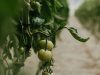 Tourlourette Terre de Légumes - tomates