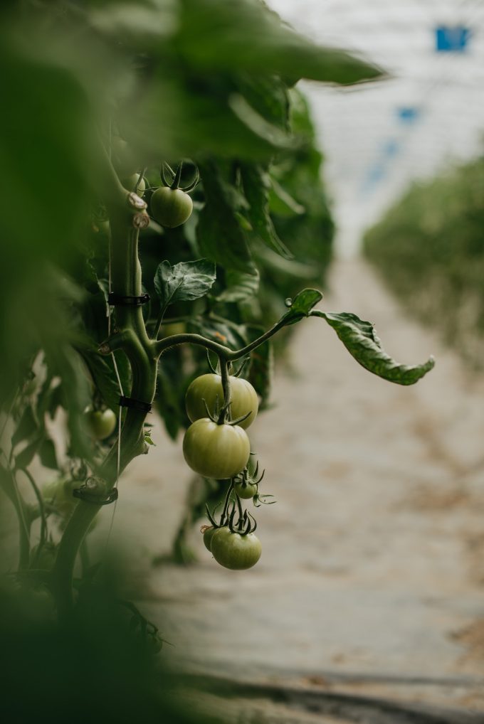 Tourlourette Terre de Légumes - tomates