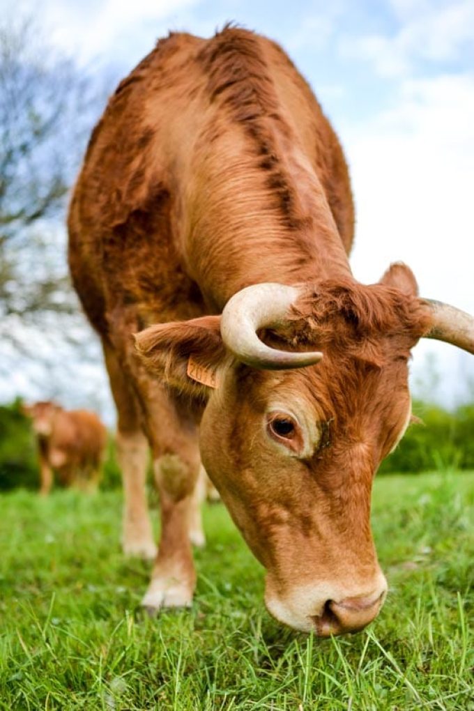 Vaches Limousine - Proche Quimper