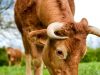 Vaches Limousine - Proche Quimper