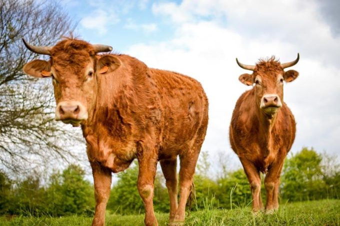Ferme de Rubian