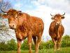 Ferme de Rubian