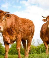 Ferme de Rubian