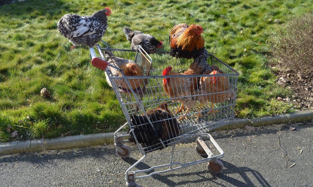 Ou acheter des volailles pour son poulailler domestique ? 🐥