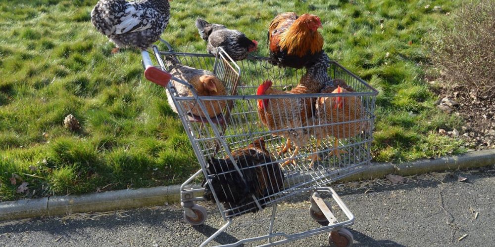 Ou acheter des volailles pour son poulailler domestique ? 🐥
