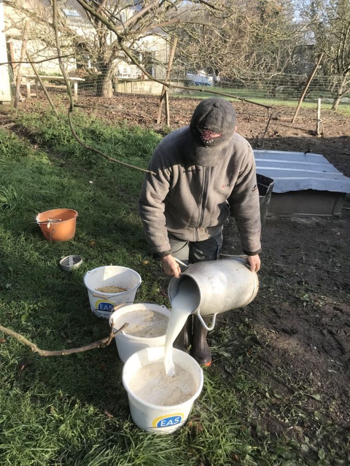 Lait et céréales pour les chapons