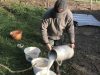 Lait et céréales pour les chapons
