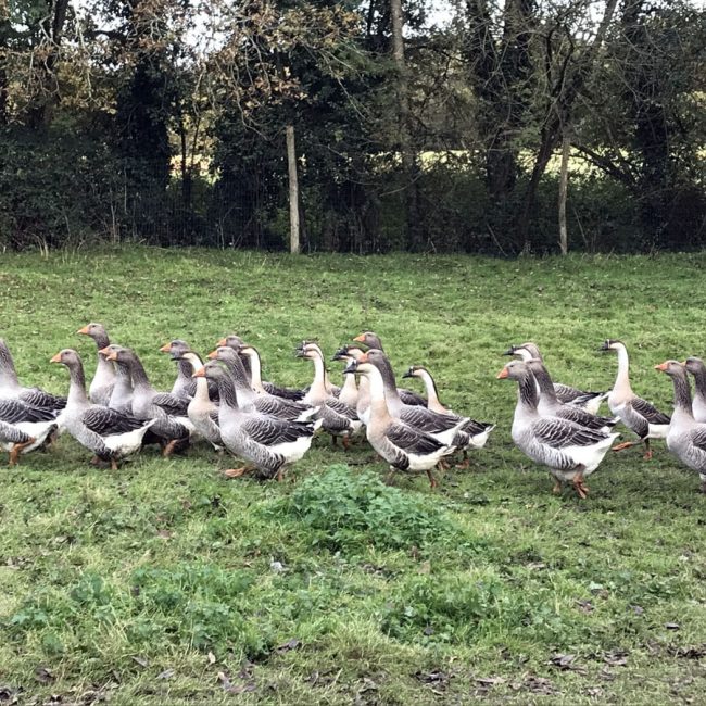 La ferme de Saint Ernan