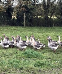 La ferme de Saint Ernan