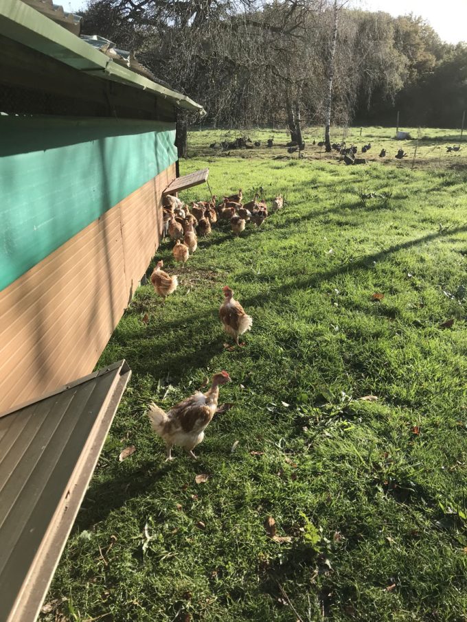 Volailles en plein air