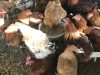La ferme de Saint Ernan