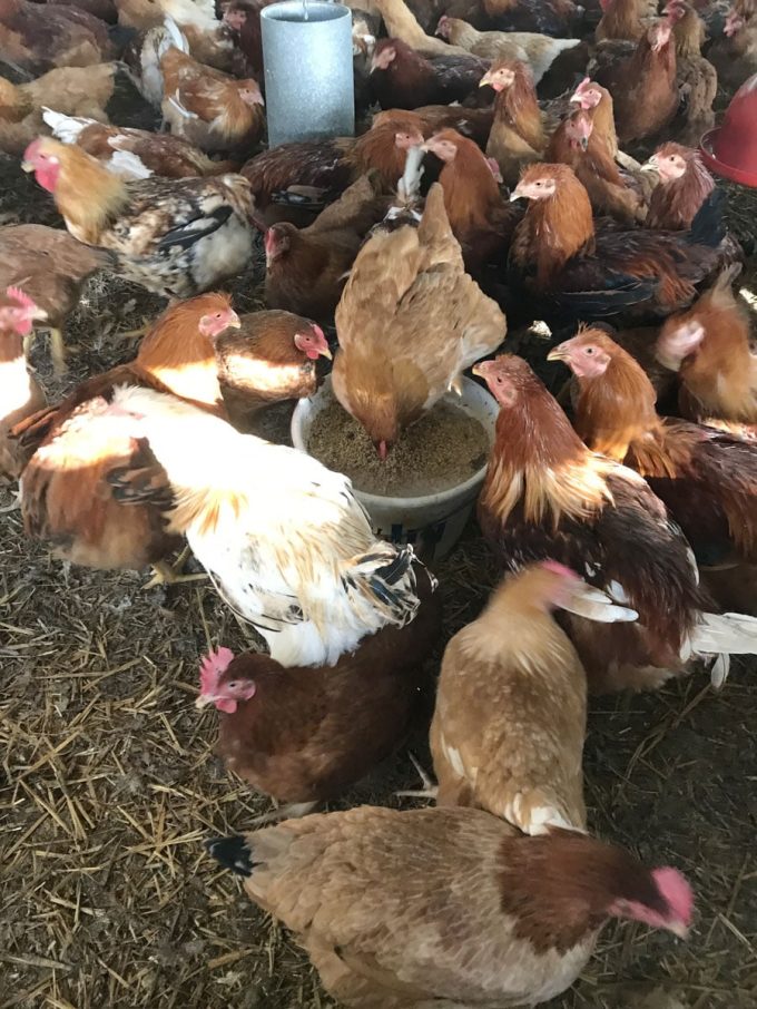 La ferme de Saint Ernan