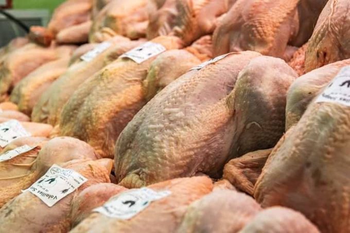 Volailles Sinagotes - poulet de race rouge à cou nu