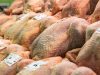 Volailles Sinagotes - poulet de race rouge à cou nu