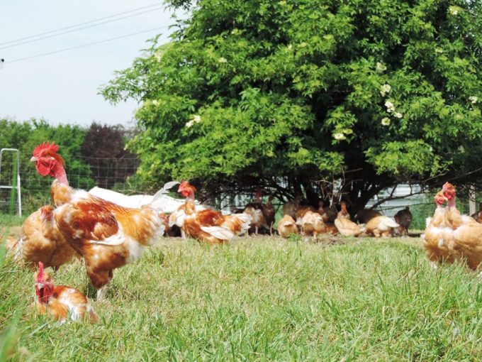Volailles Sinagotes - poulets élevés en plein air