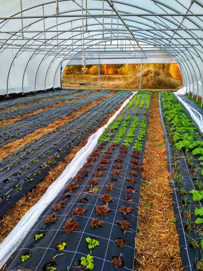 Légumes au chaud dans les serres