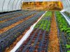 Légumes au chaud dans les serres
