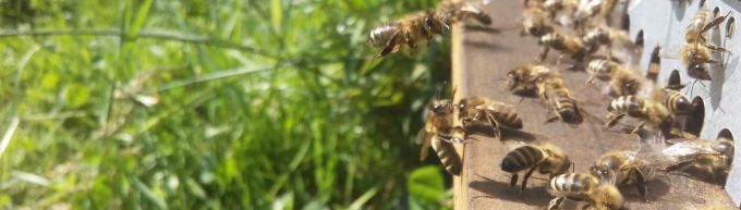 Abeilles Nomades !