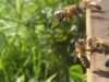 Abeilles Nomades !