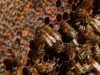 Les abeilles s'affèrent