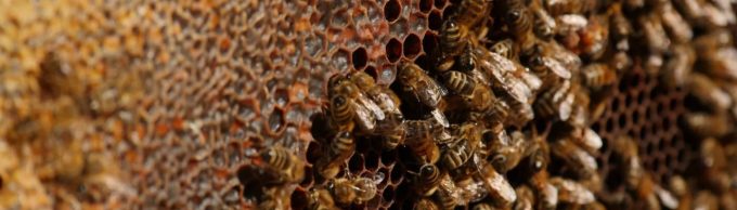 Les abeilles s'affèrent