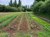 La Ferme de l'Abondance - culture de plein champ