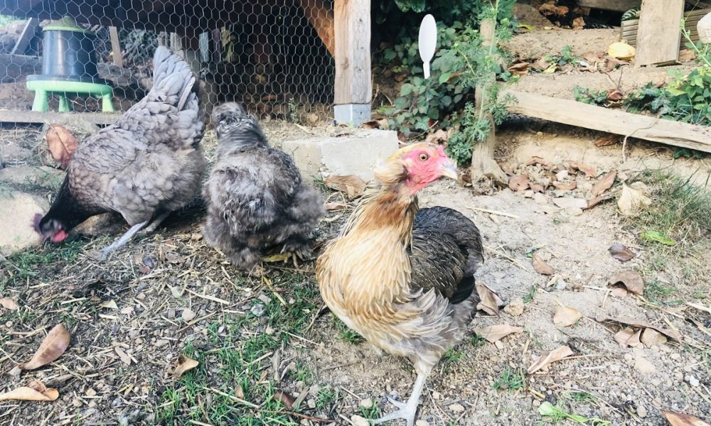 Accueillir des poules : les 7 bonnes questions à se poser avant de sauter le pas !