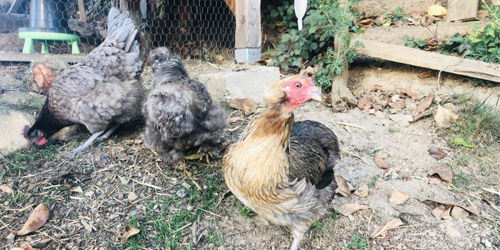 Accueillir des poules : les 7 bonnes questions à se poser avant de sauter le pas !