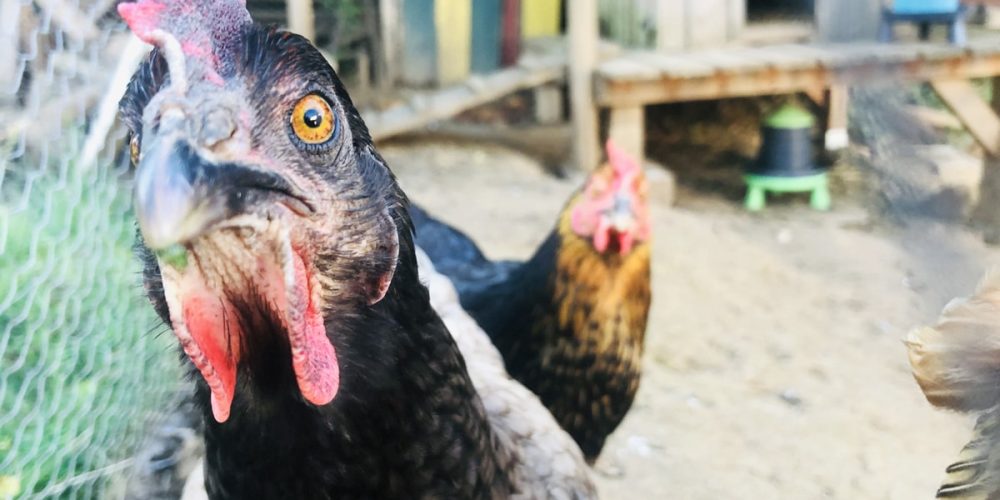 Adopter des poules : Nos 6 bonnes raisons de le faire ! (guide)