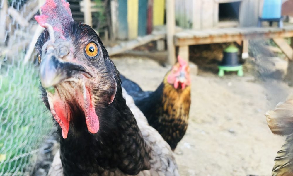 Adopter des poules : Nos 6 bonnes raisons de le faire ! (guide)