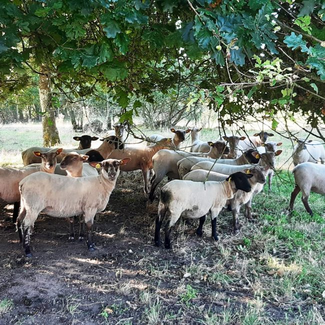 Les Agneaux de La Petite Garenne