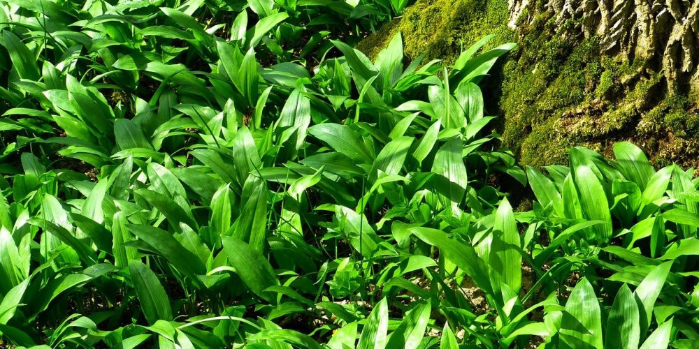 Ail des ours : où le trouver, le récolter, le cuisiner ?… Le Guide complet !