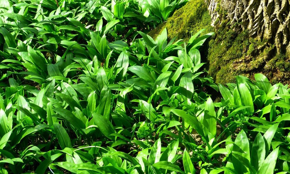 Ail des ours : où le trouver, le récolter, le cuisiner ?… Le Guide complet !