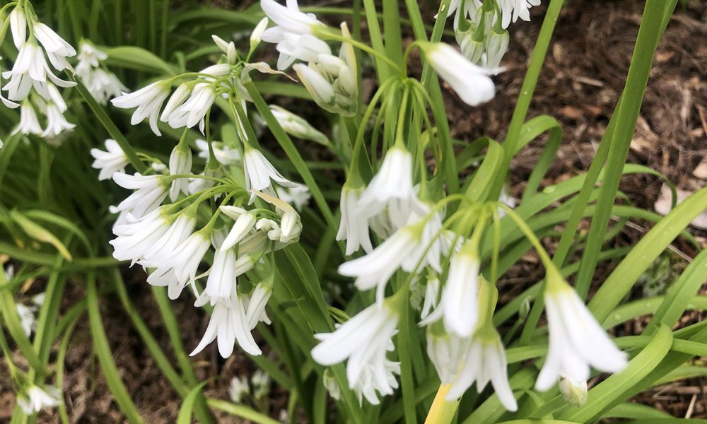 Ail triquètre sauvage (et invasif) : cueillette, recettes et précautions