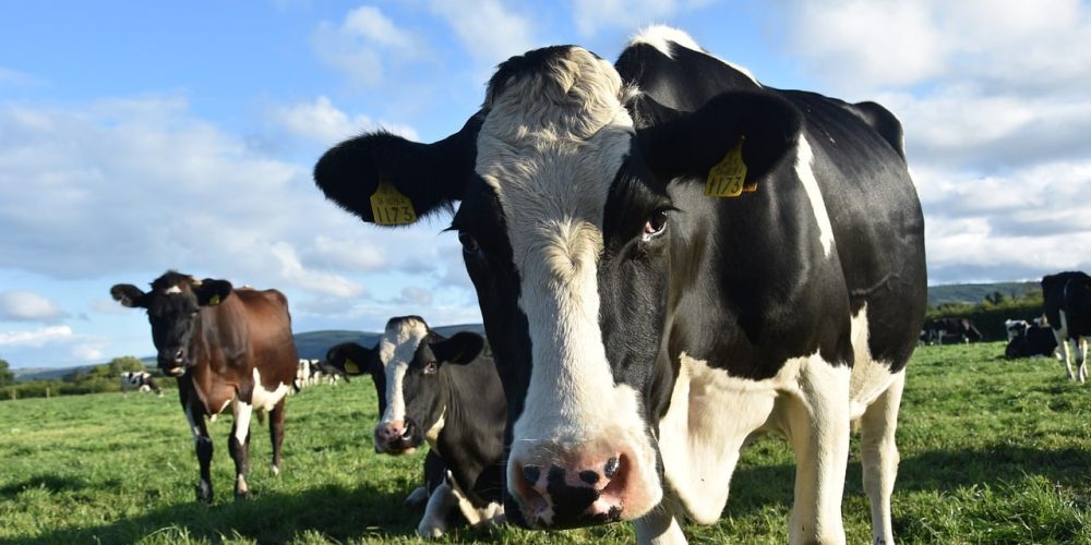 La vache est-elle réellement un animal herbivore ? 🧐