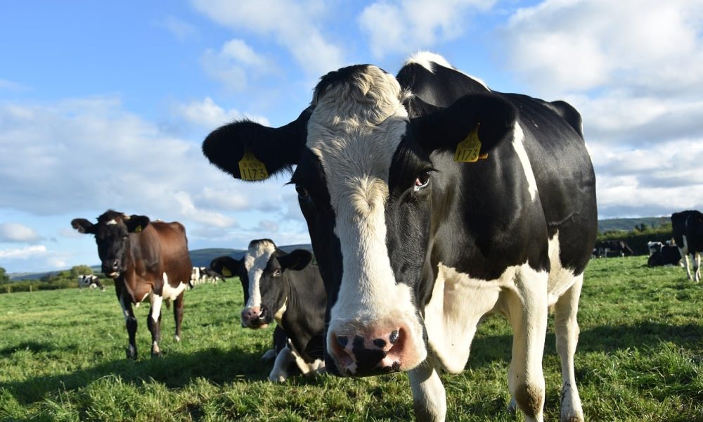 La vache est-elle réellement un animal herbivore ? 🧐