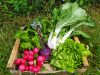 Ferme de l'Allée Couverte - cageot de légumes