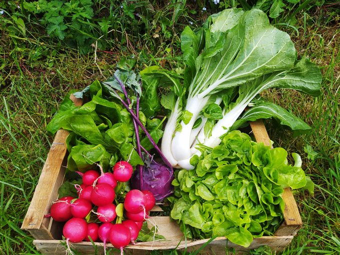 Ferme de l'Allée Couverte - cageot de légumes