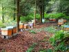 Miel de Bretons, Gast, en forêt