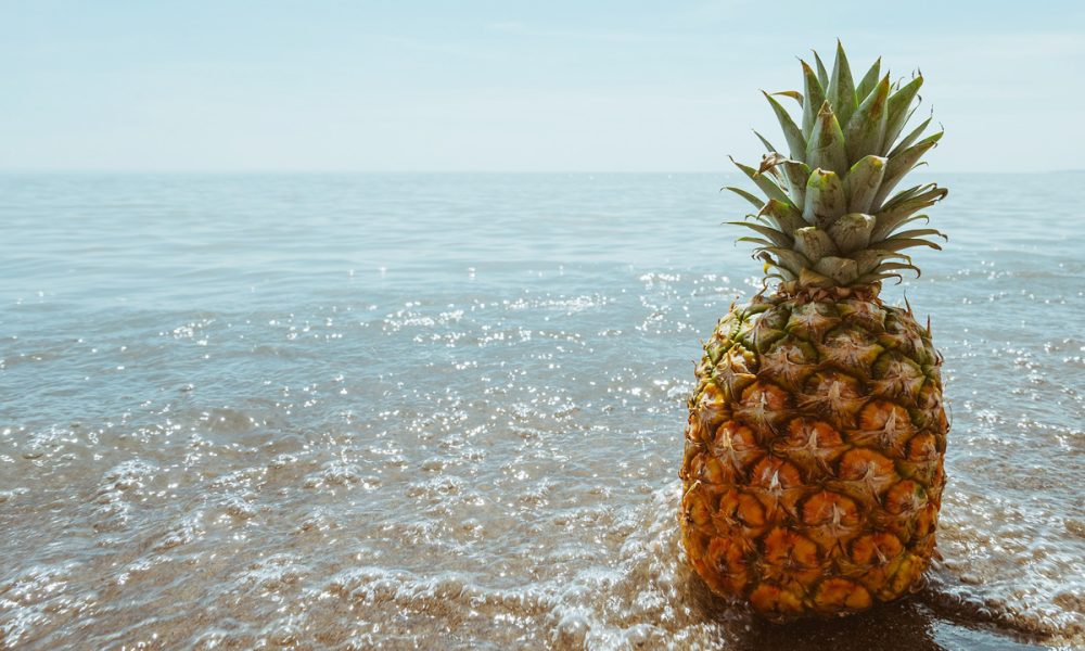 Ananas en Bretagne : une culture historique et son renouveau aujourd’hui…