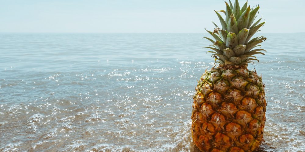 Ananas en Bretagne : une culture historique et son renouveau aujourd’hui…