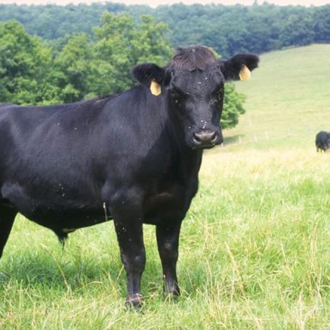 La ferme Poul-Ar-Feunteun