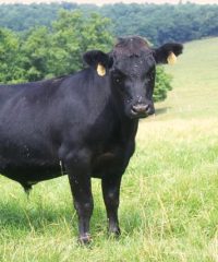 La ferme Poul-Ar-Feunteun