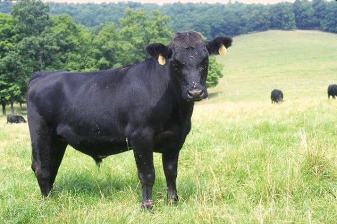 La ferme Poul-Ar-Feunteun