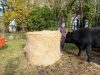 Angus de Loctudy - alimentation herbe et foin