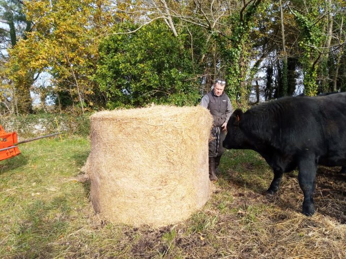 Angus de Loctudy - alimentation herbe et foin