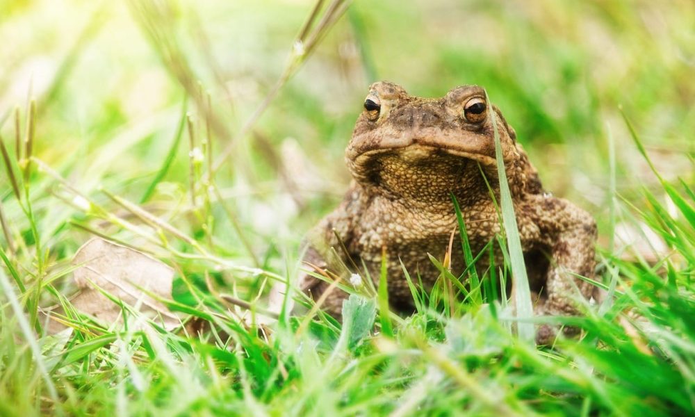 Top 10 des animaux et insectes utiles et à favoriser dans votre jardin