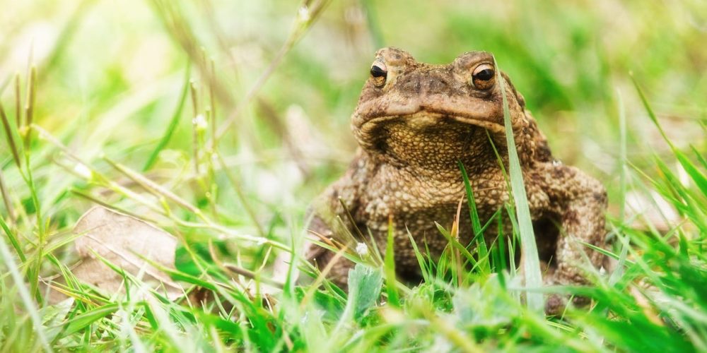Top 10 des animaux et insectes utiles et à favoriser dans votre jardin